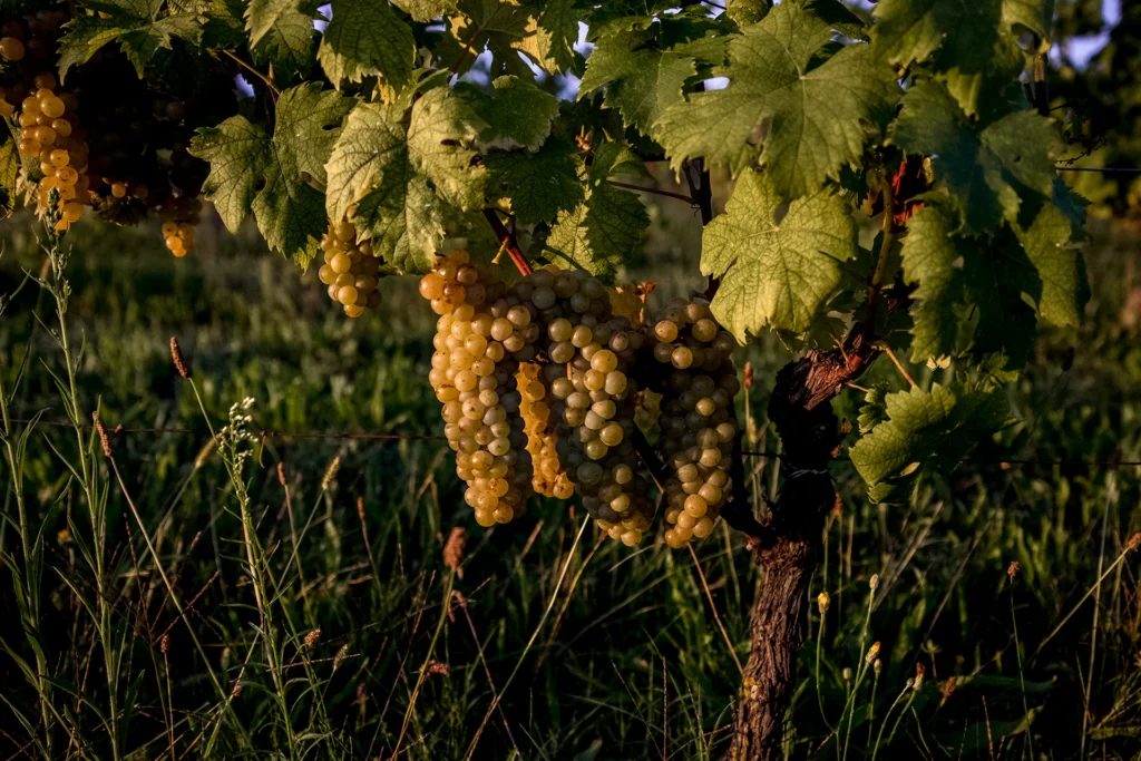 Marco Capra grappolo uva